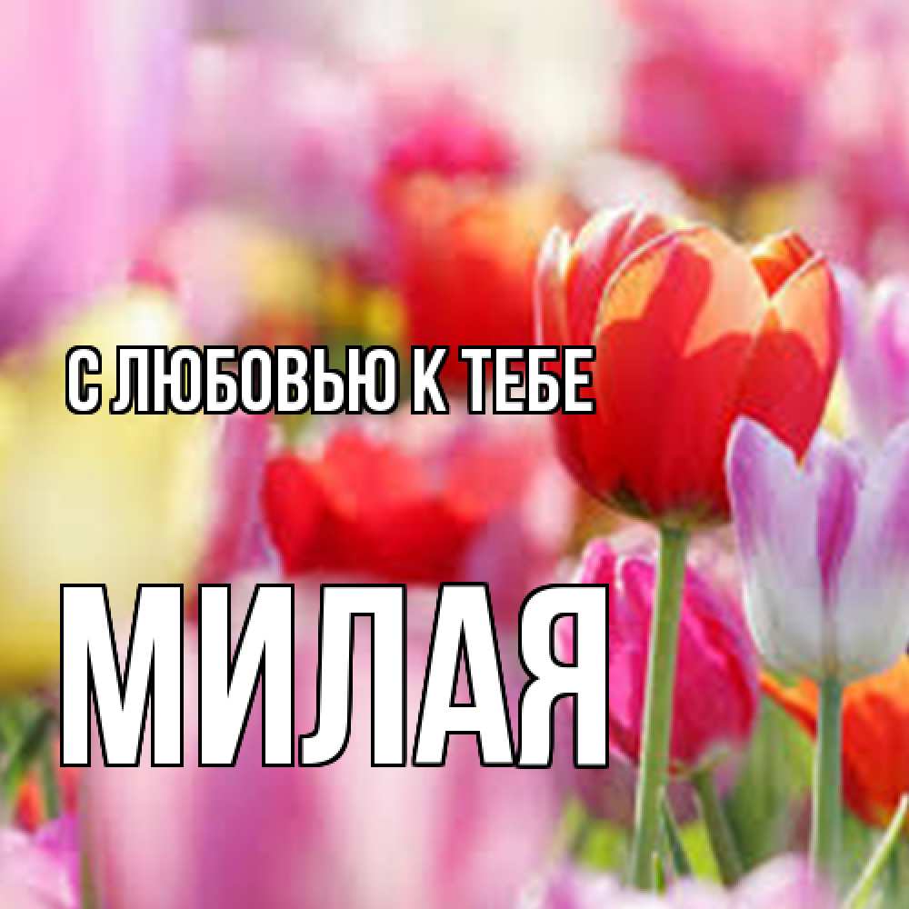 Открытка  с именем. МИЛАЯ, С любовью к тебе  