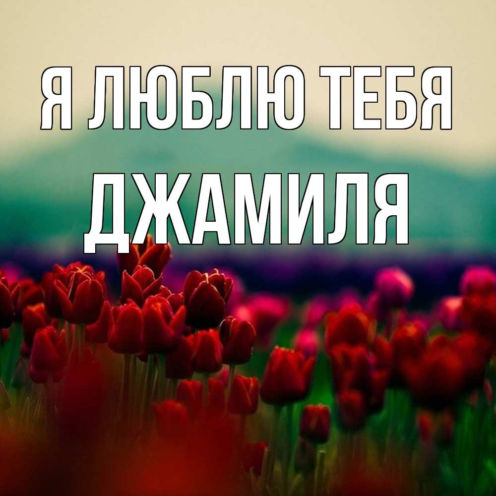 Открытка  с именем. Джамиля, Я люблю тебя  