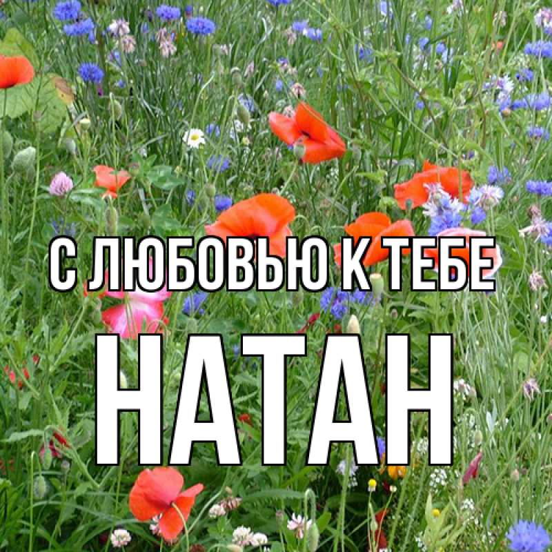 Картинка С любовью к тебе, Натан