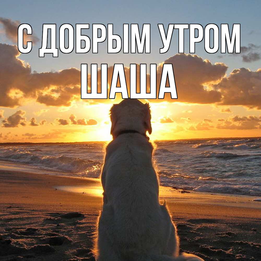 Открытка  с именем. Шаша, С добрым утром  