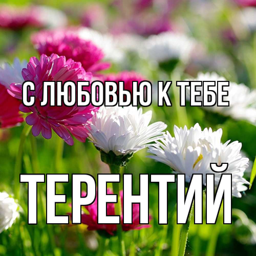 Открытка  с именем. Терентий, С любовью к тебе  