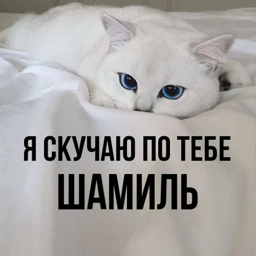 Открытка  с именем. Шамиль, Я скучаю по тебе  