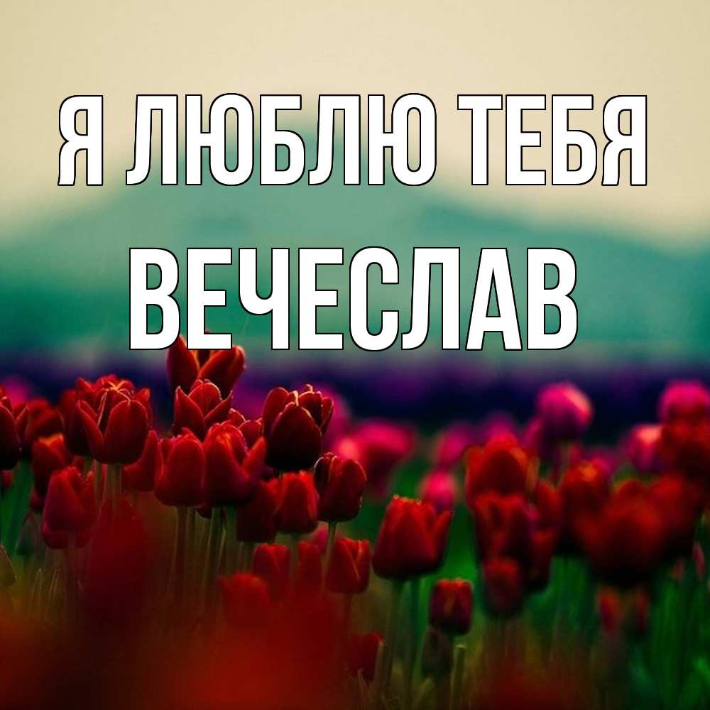 Открытка  с именем. Вечеслав, Я люблю тебя  