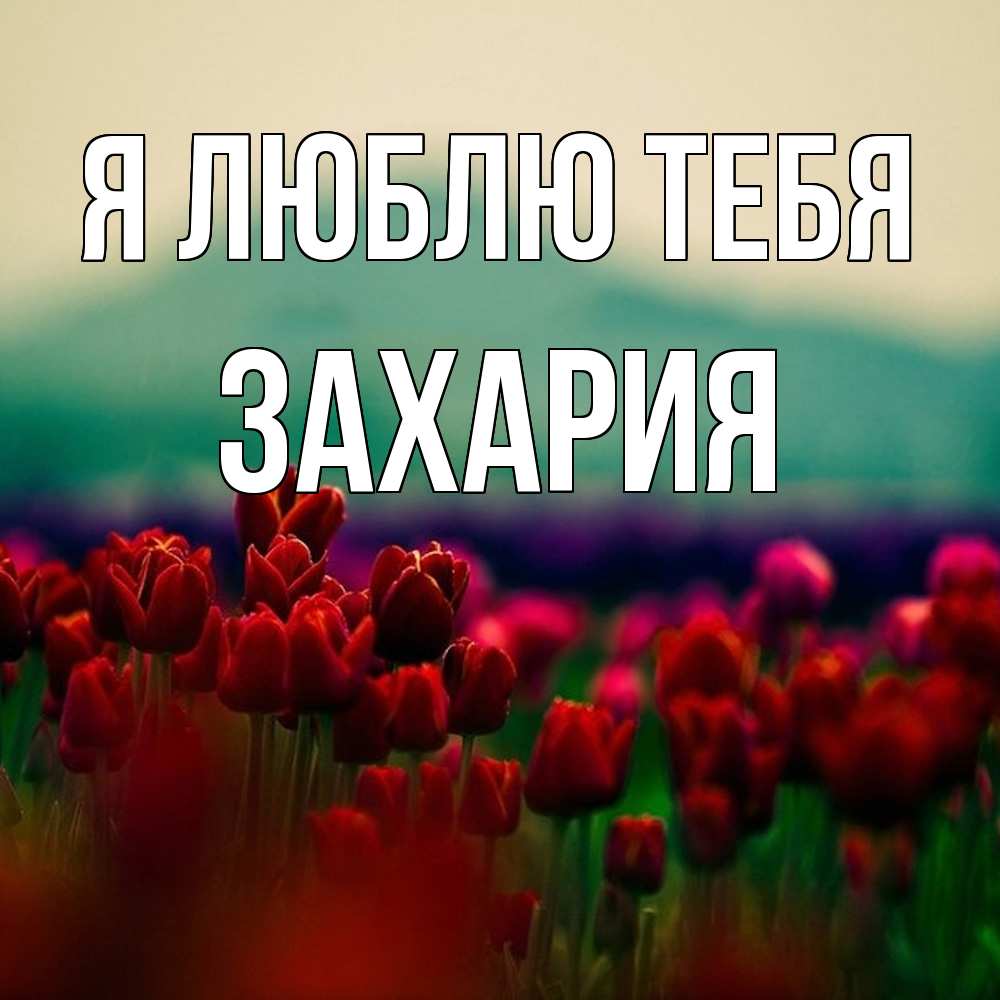 Открытка  с именем. Захария, Я люблю тебя  