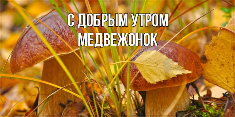 Картинка С добрым утром, Медвежонок