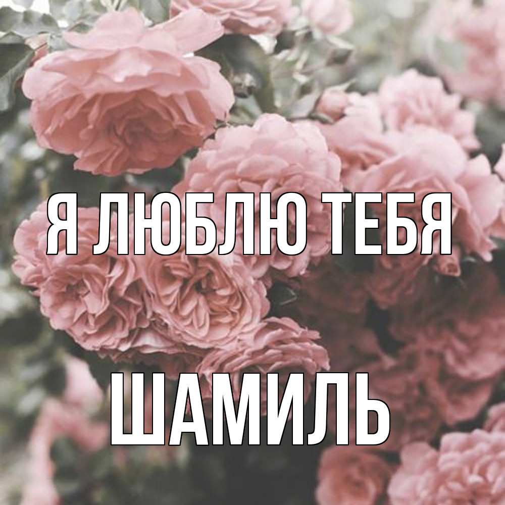 Открытка  с именем. Шамиль, Я люблю тебя  