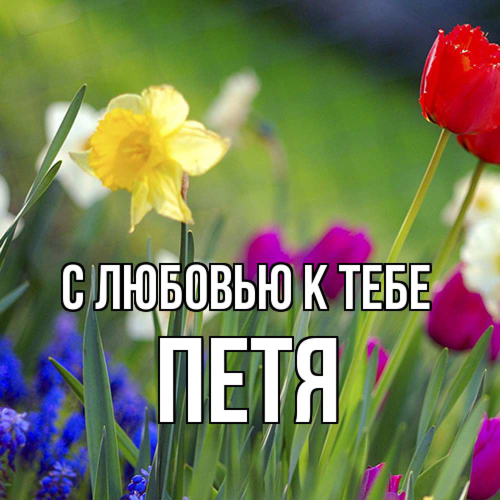 Открытка  с именем. петя, С любовью к тебе  