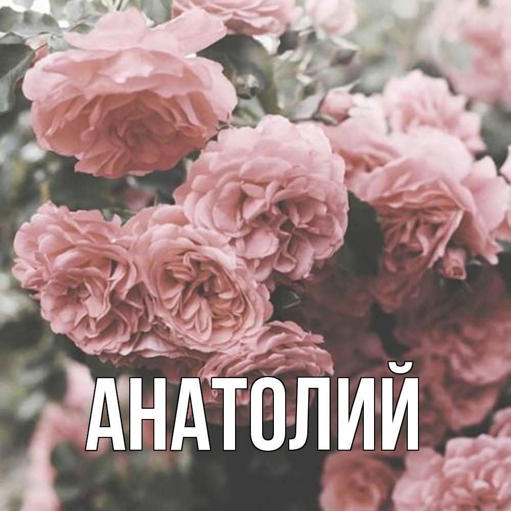 Открытка  с именем. Анатолий, Главная  