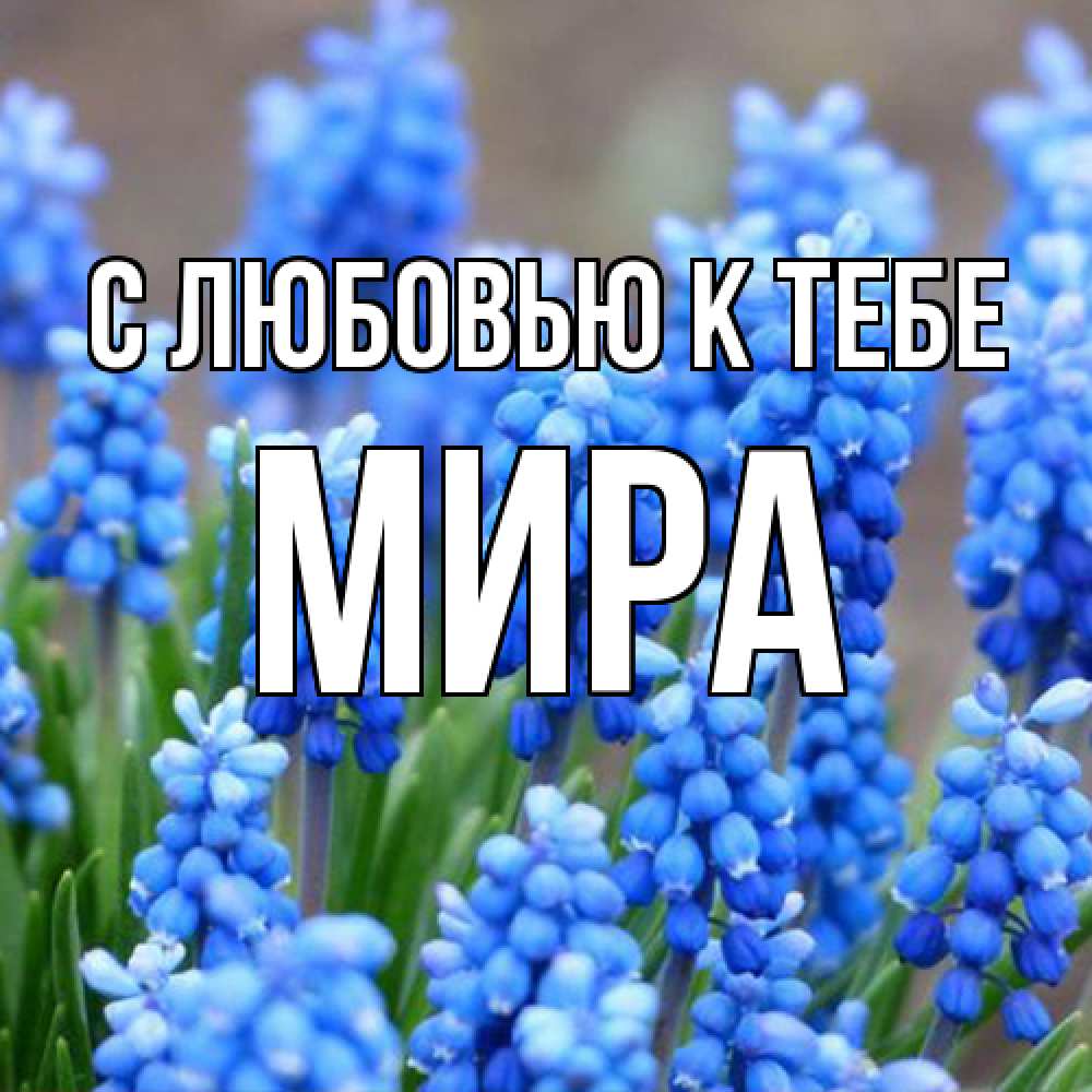 Открытка  с именем. Мира, С любовью к тебе  