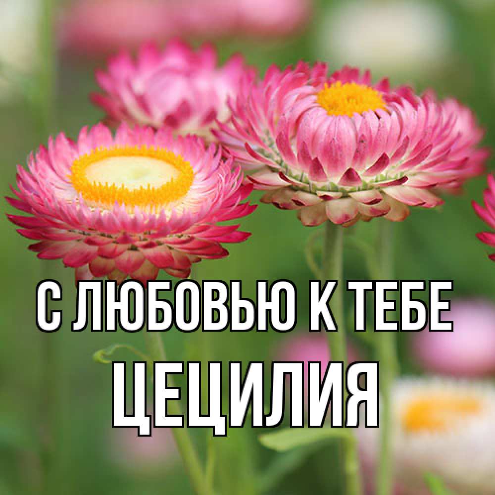 Открытка  с именем. Цецилия, С любовью к тебе  
