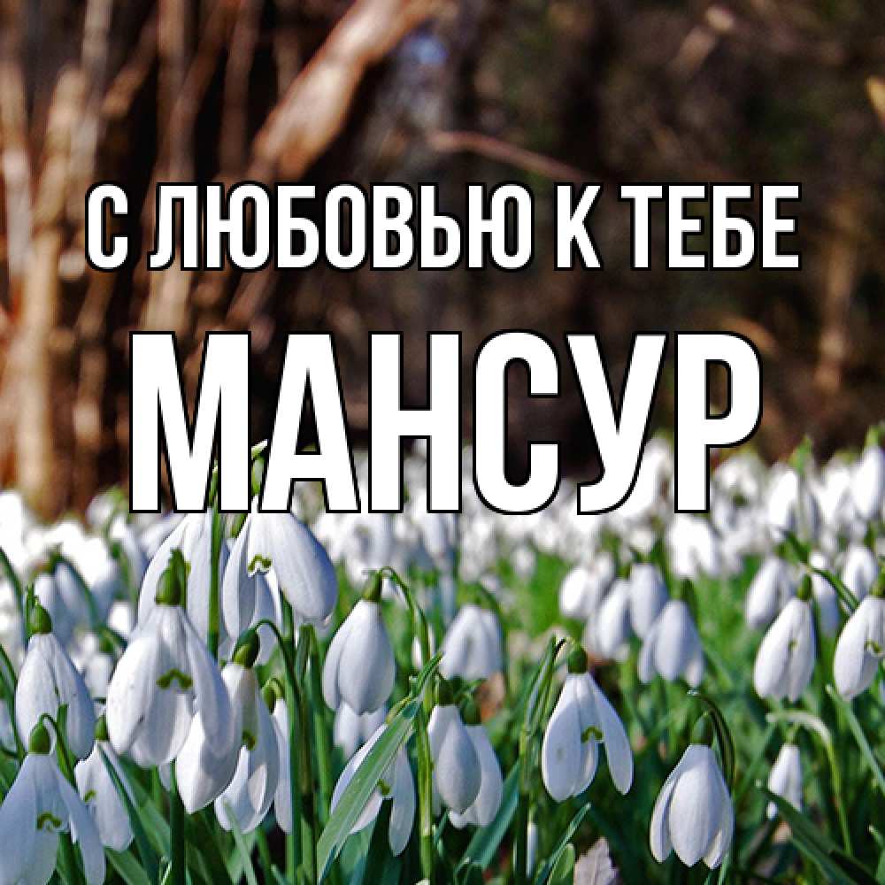 Открытка  с именем. Мансур, С любовью к тебе  