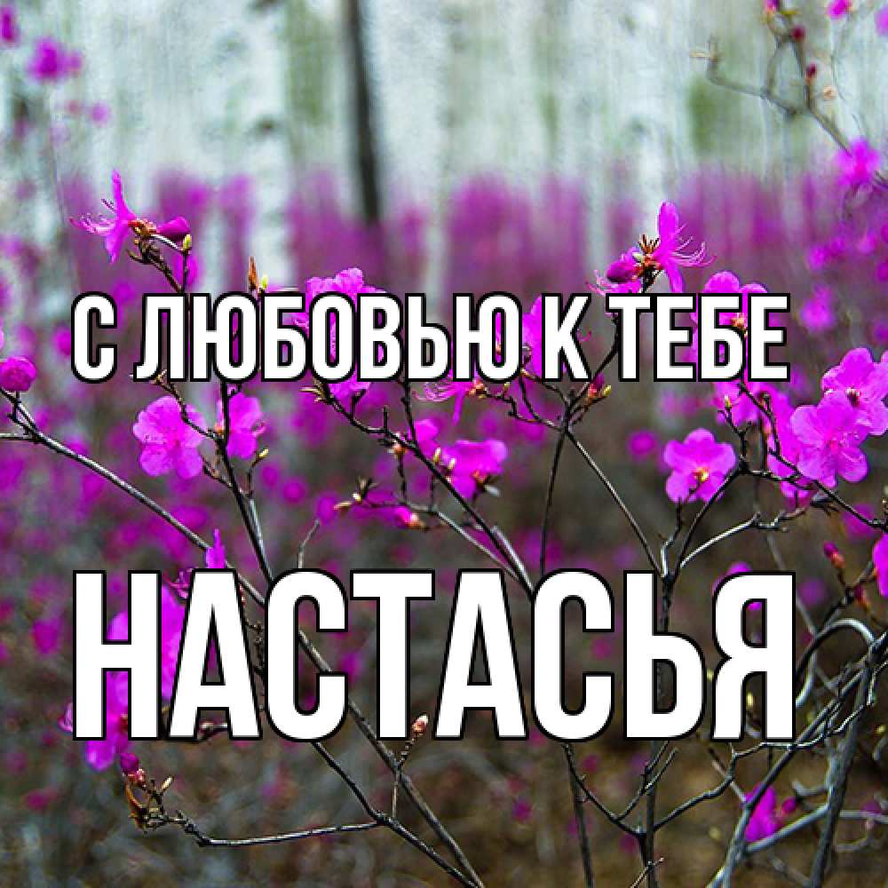 Открытка  с именем. Настасья, С любовью к тебе  