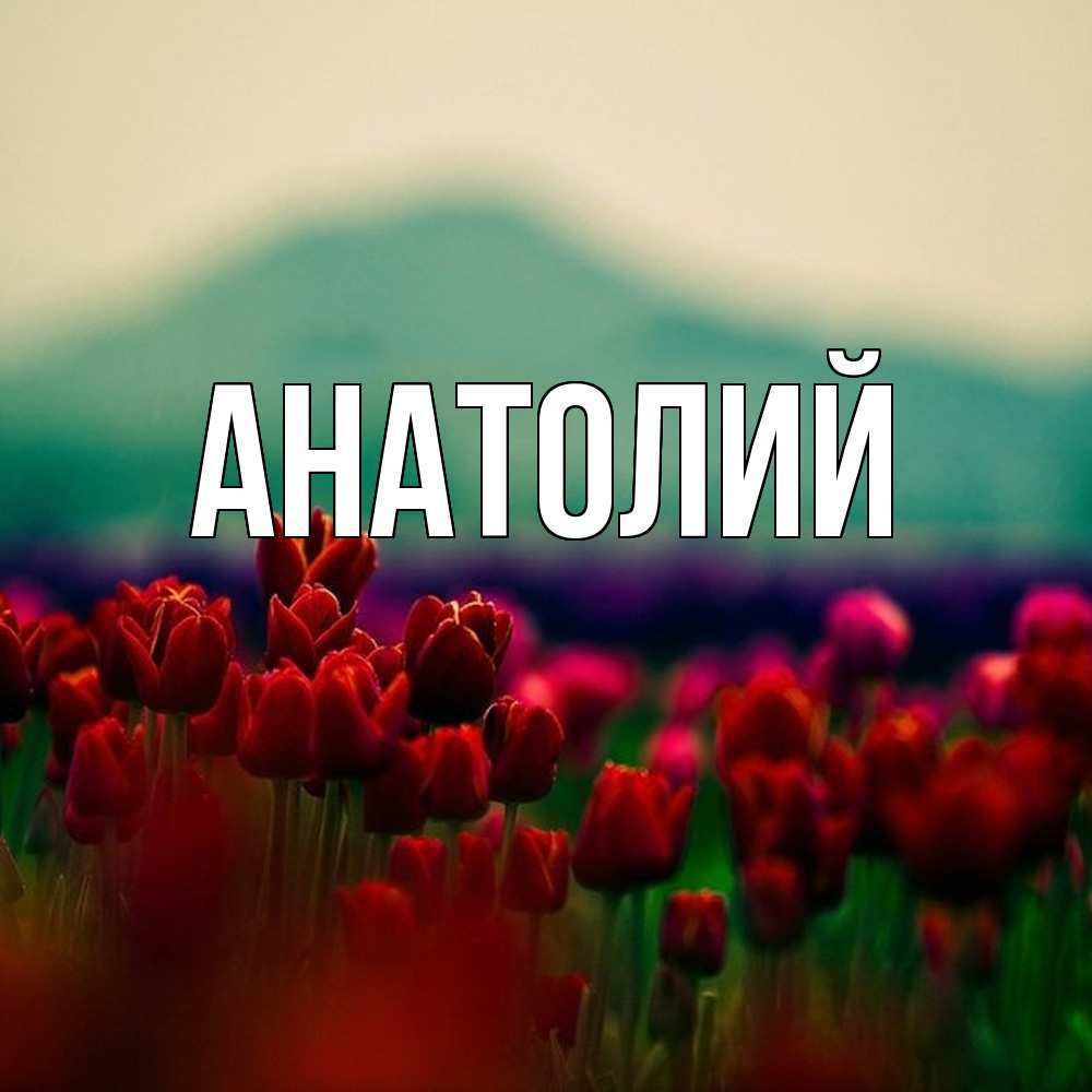 Открытка  с именем. Анатолий, Главная  
