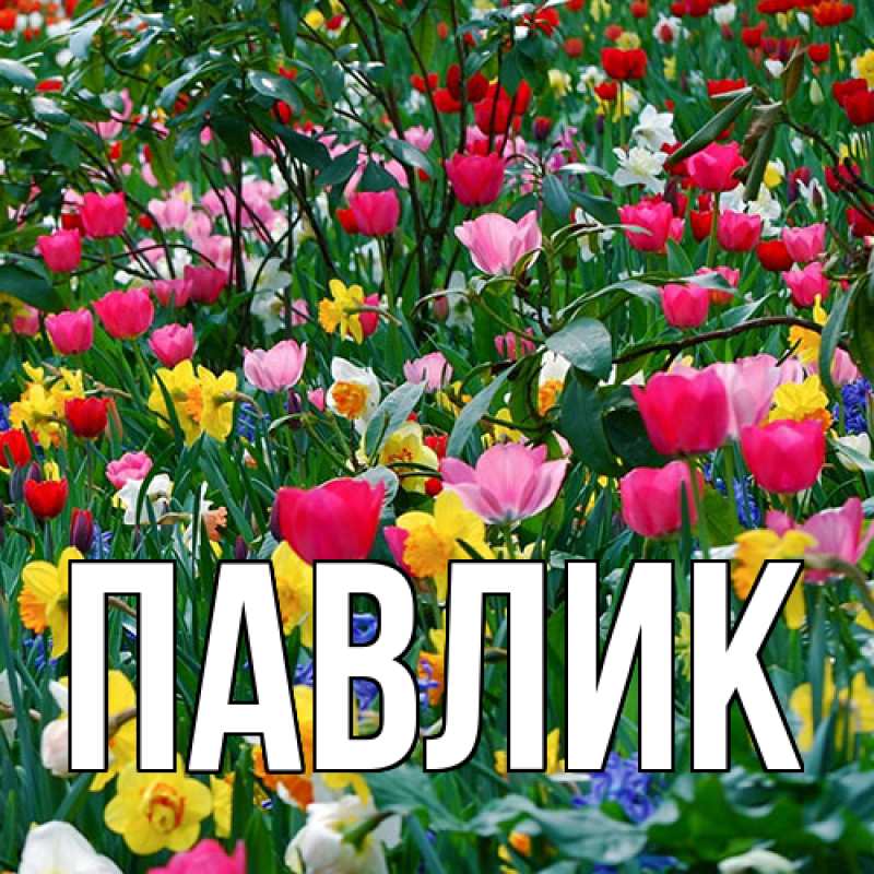 Картинка  с именем , Павлик