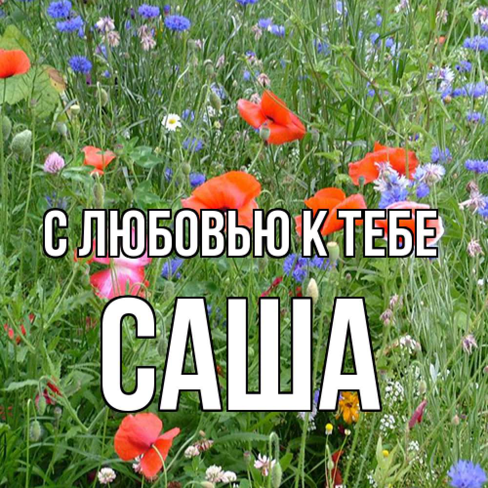 Открытка  с именем. Саша, С любовью к тебе  