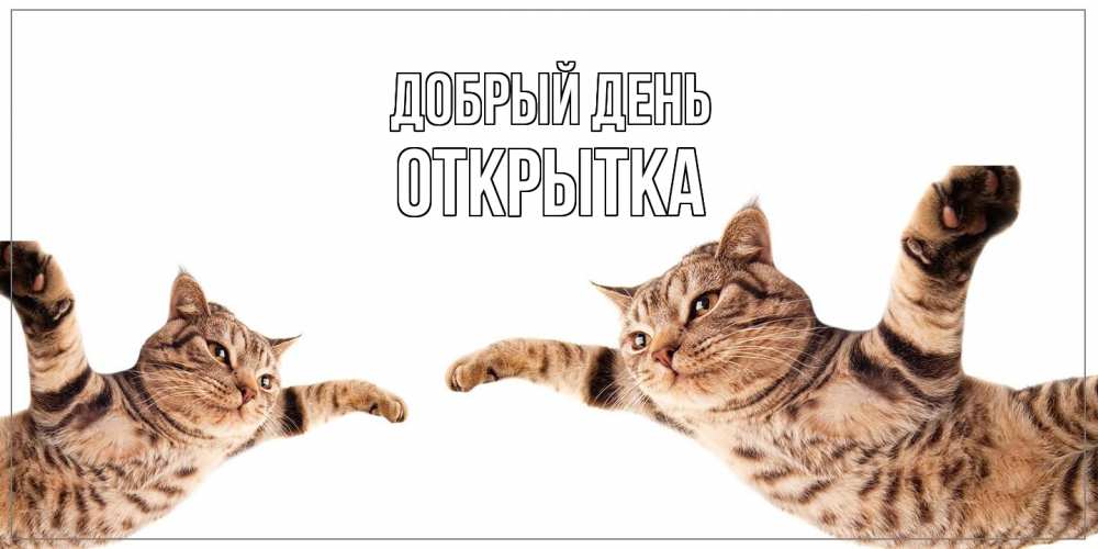 Открытка  с именем. открытка, Добрый день  