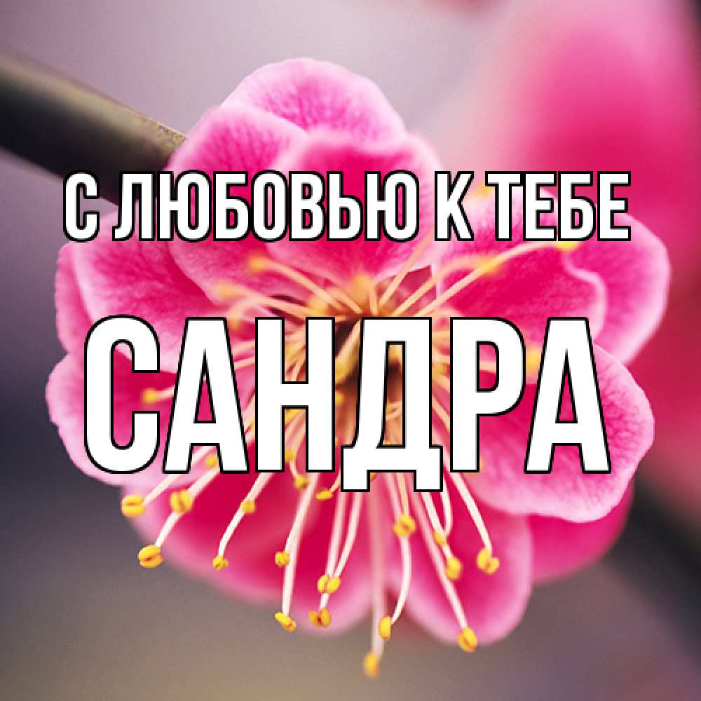 Открытка  с именем. Сандра, С любовью к тебе  