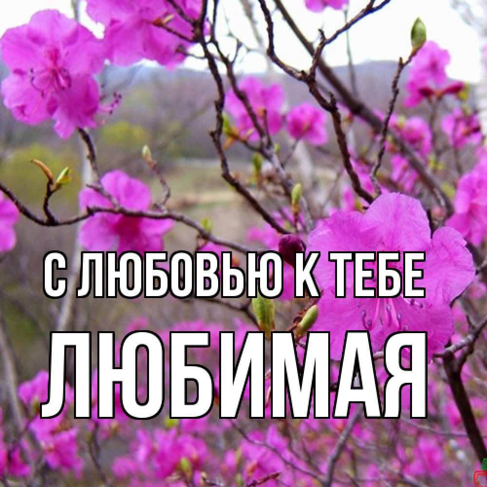 Открытка  с именем. Любимая, С любовью к тебе  