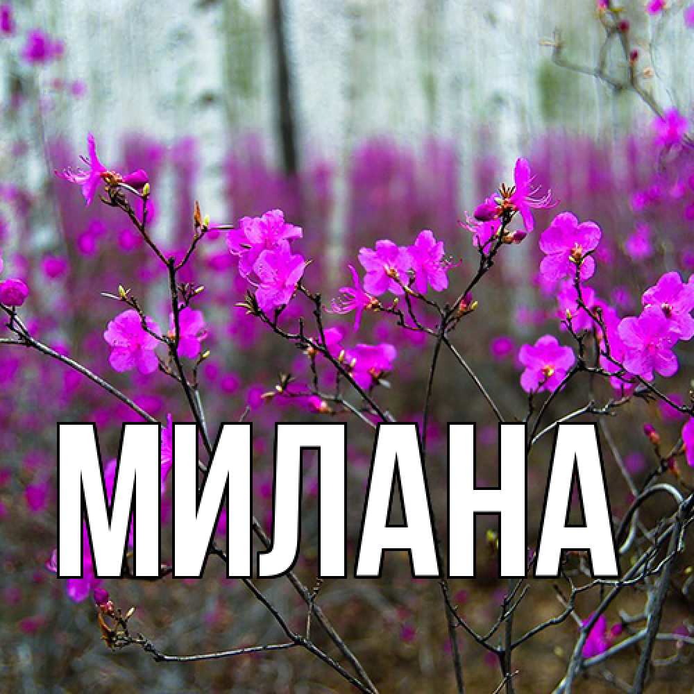 Открытка  с именем. Милана, Главная  