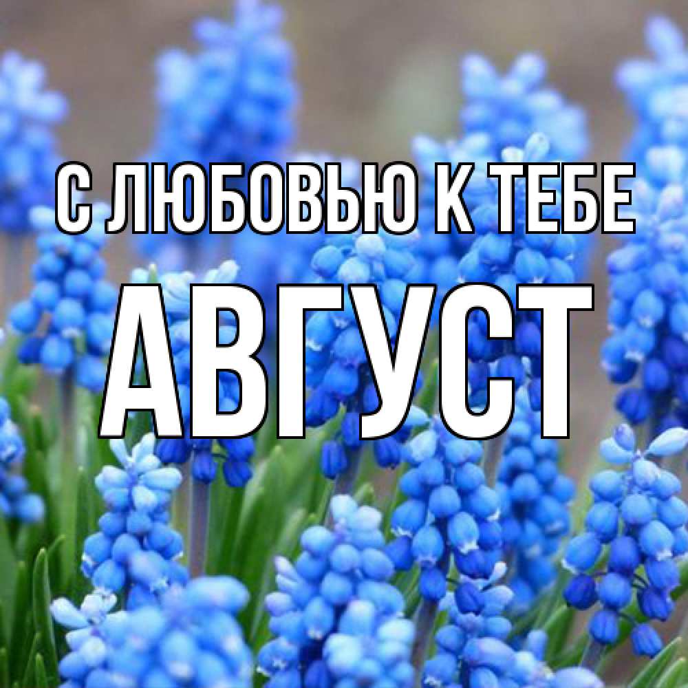 Открытка  с именем. Август, С любовью к тебе  