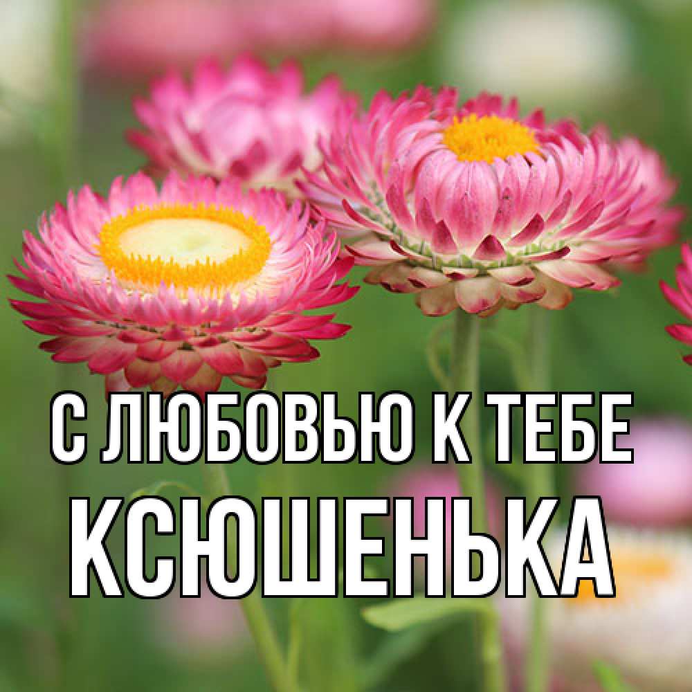 Открытка  с именем. Ксюшенька, С любовью к тебе  