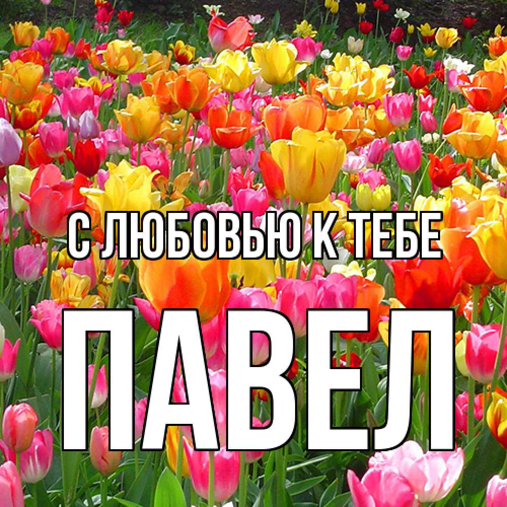Открытка  с именем. Павел, С любовью к тебе  