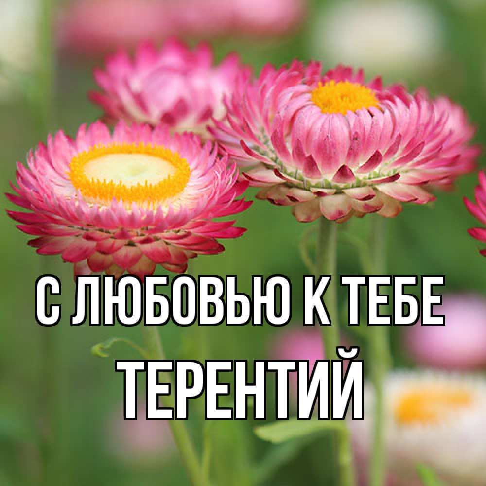 Открытка  с именем. Терентий, С любовью к тебе  