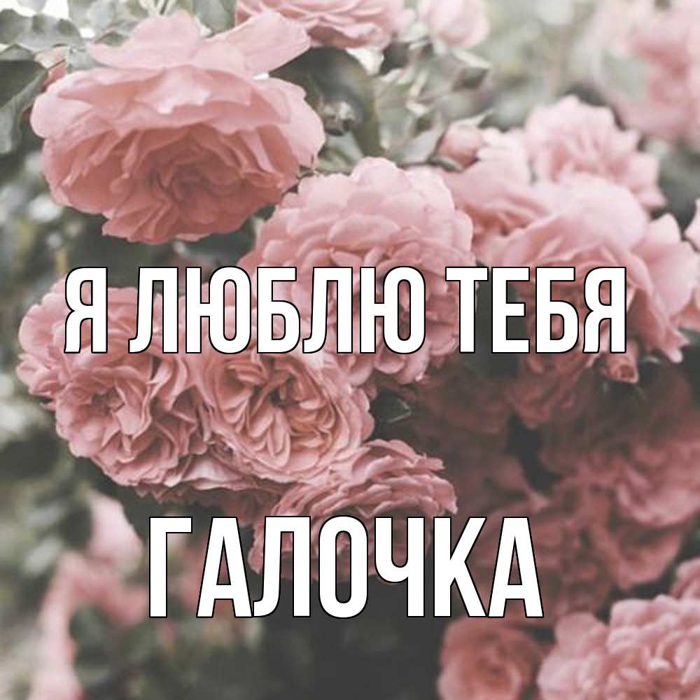 Открытка  с именем. Галочка, Я люблю тебя  