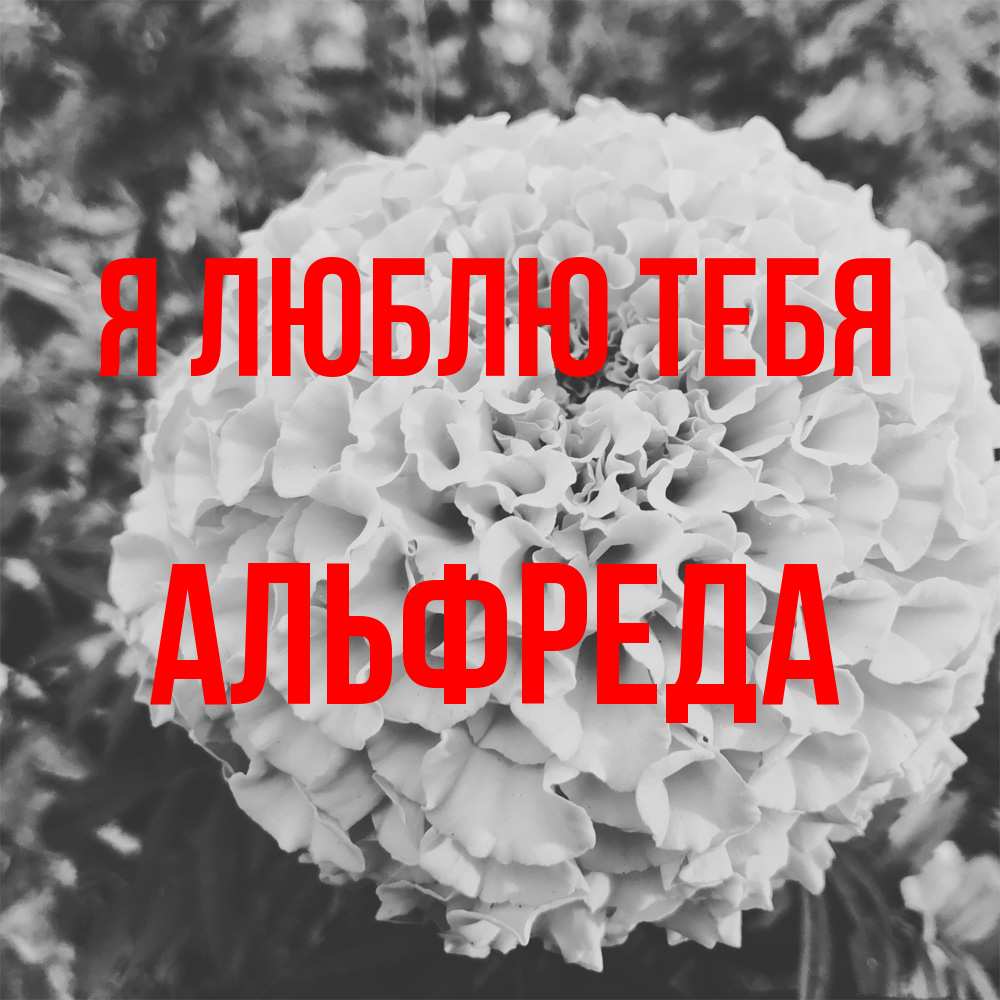 Открытка  с именем. Альфреда, Я люблю тебя  