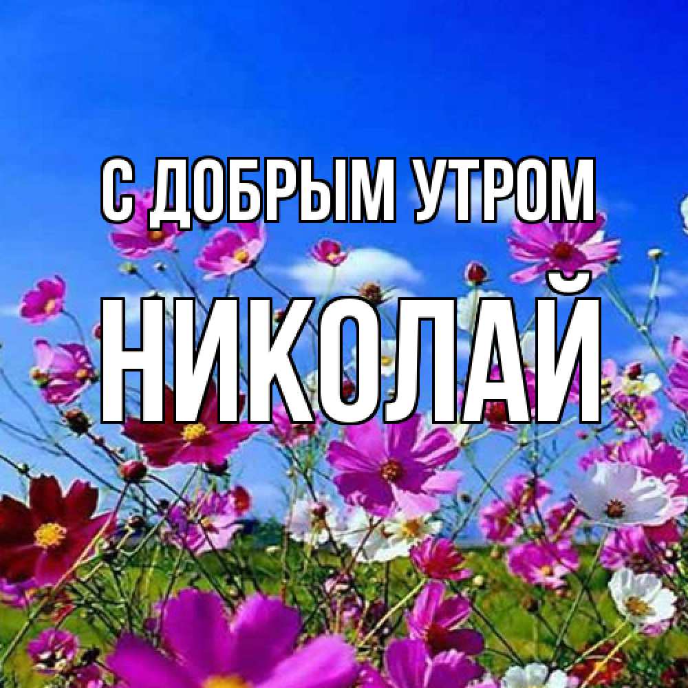 Открытка  с именем. Николай, С добрым утром  
