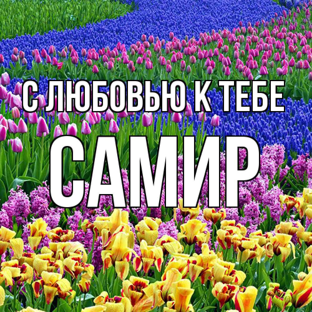 Открытка  с именем. Самир, С любовью к тебе  