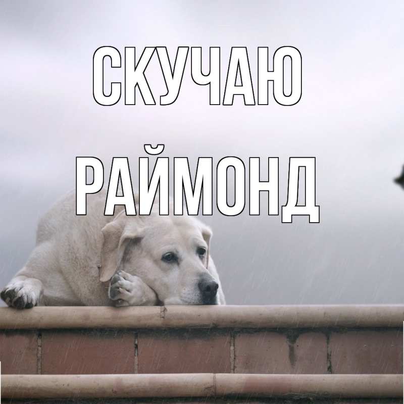 Картинка Скучаю, Раймонд