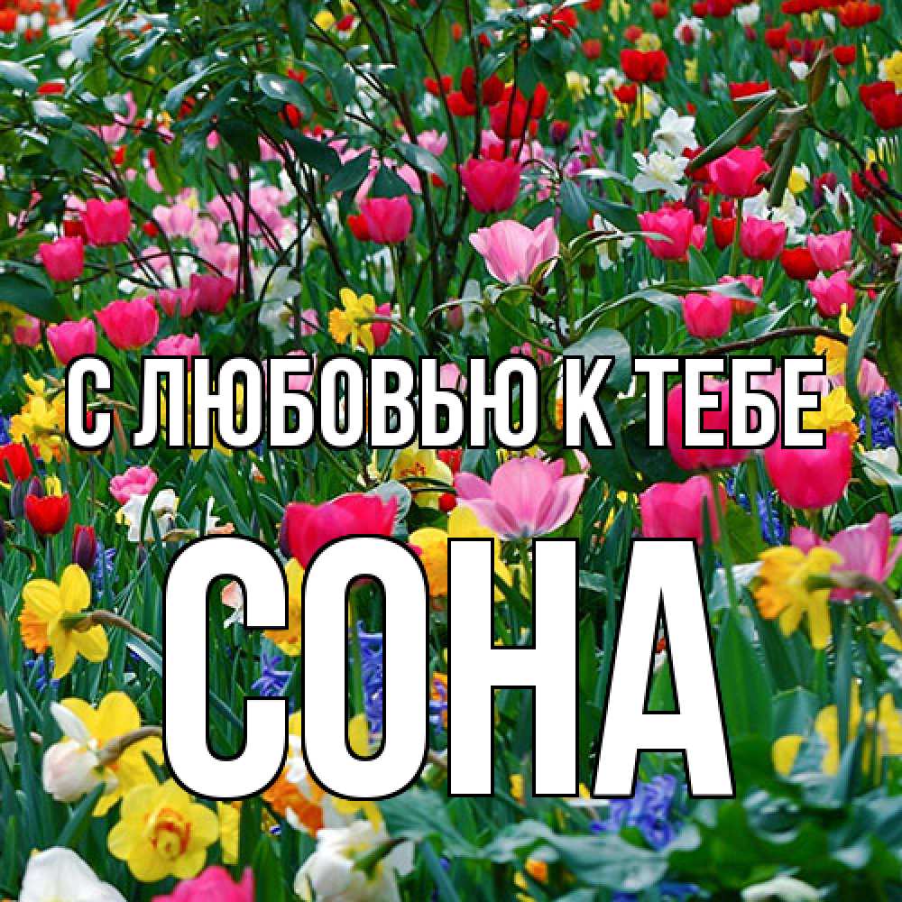 Открытка  с именем. СОНА, С любовью к тебе  