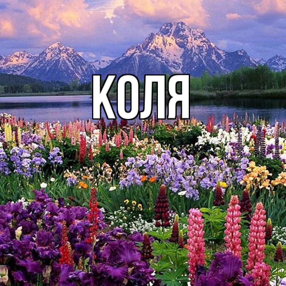Открытка  с именем. коля, Главная  