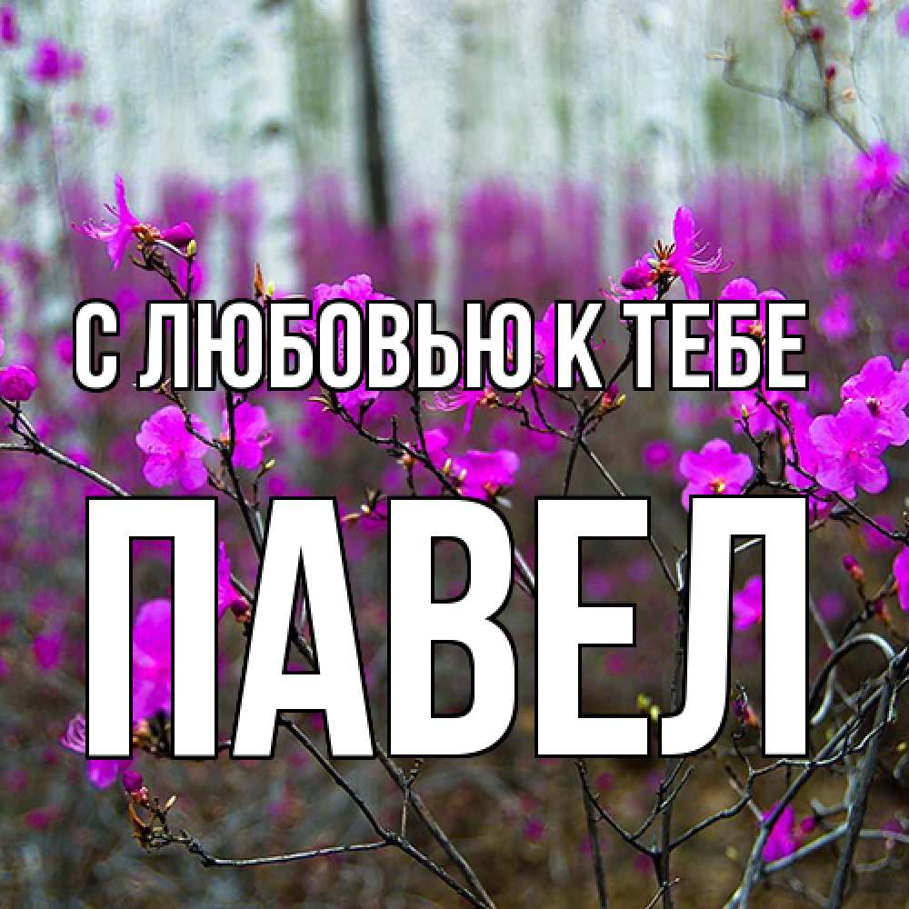 Открытка  с именем. Павел, С любовью к тебе  