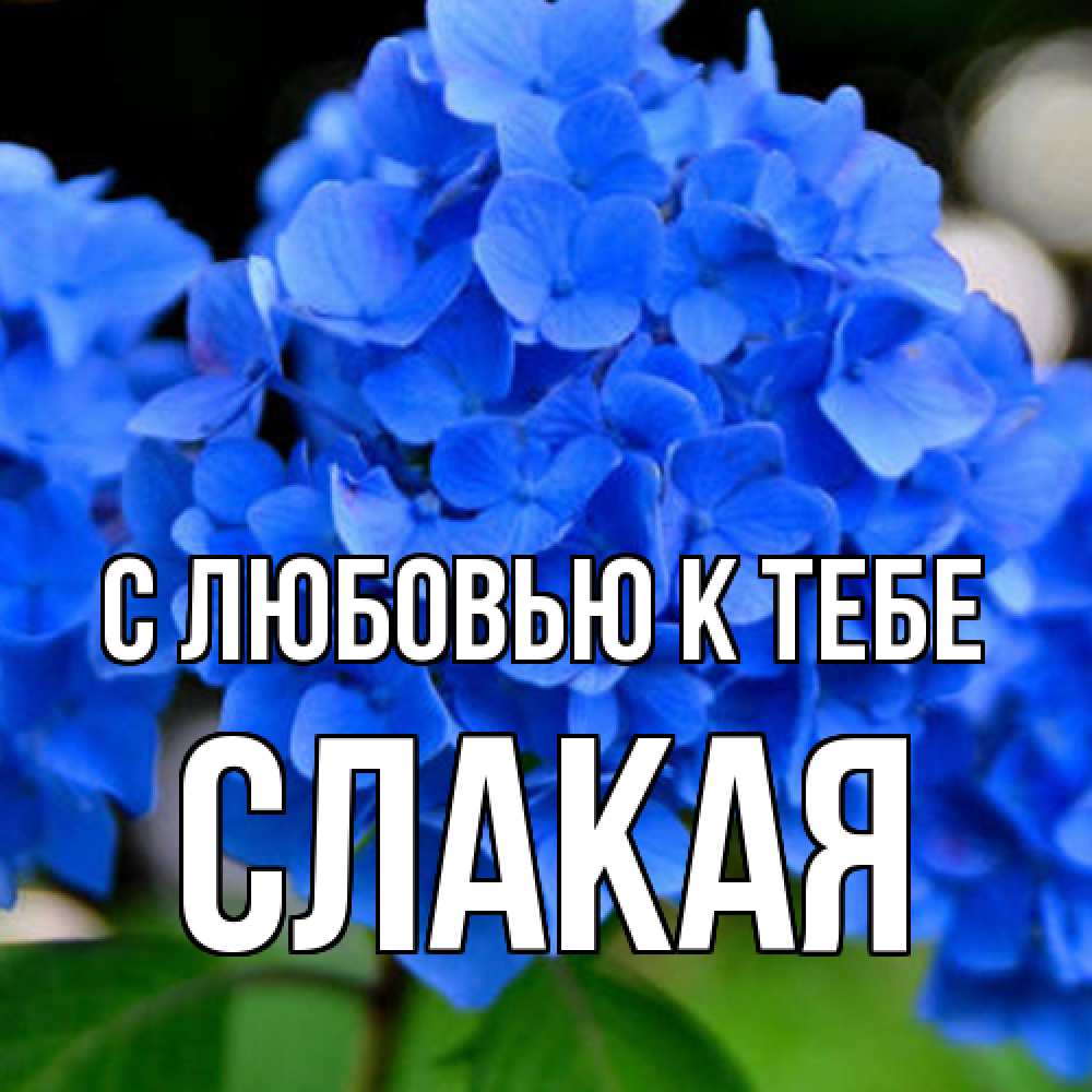 Открытка  с именем. Слакая, С любовью к тебе  