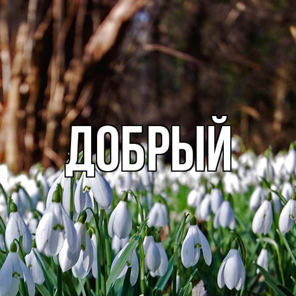 Открытка  с именем. Добрый, Главная  