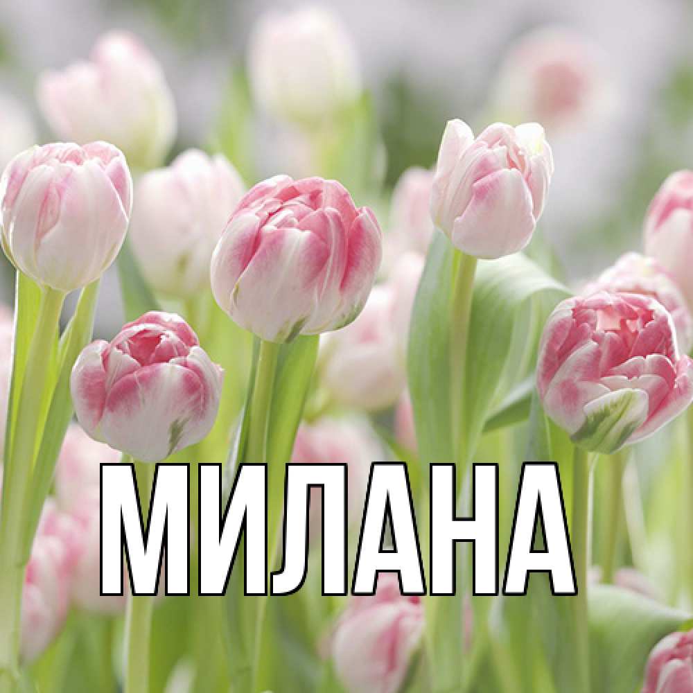 Открытка  с именем. Милана, Главная  