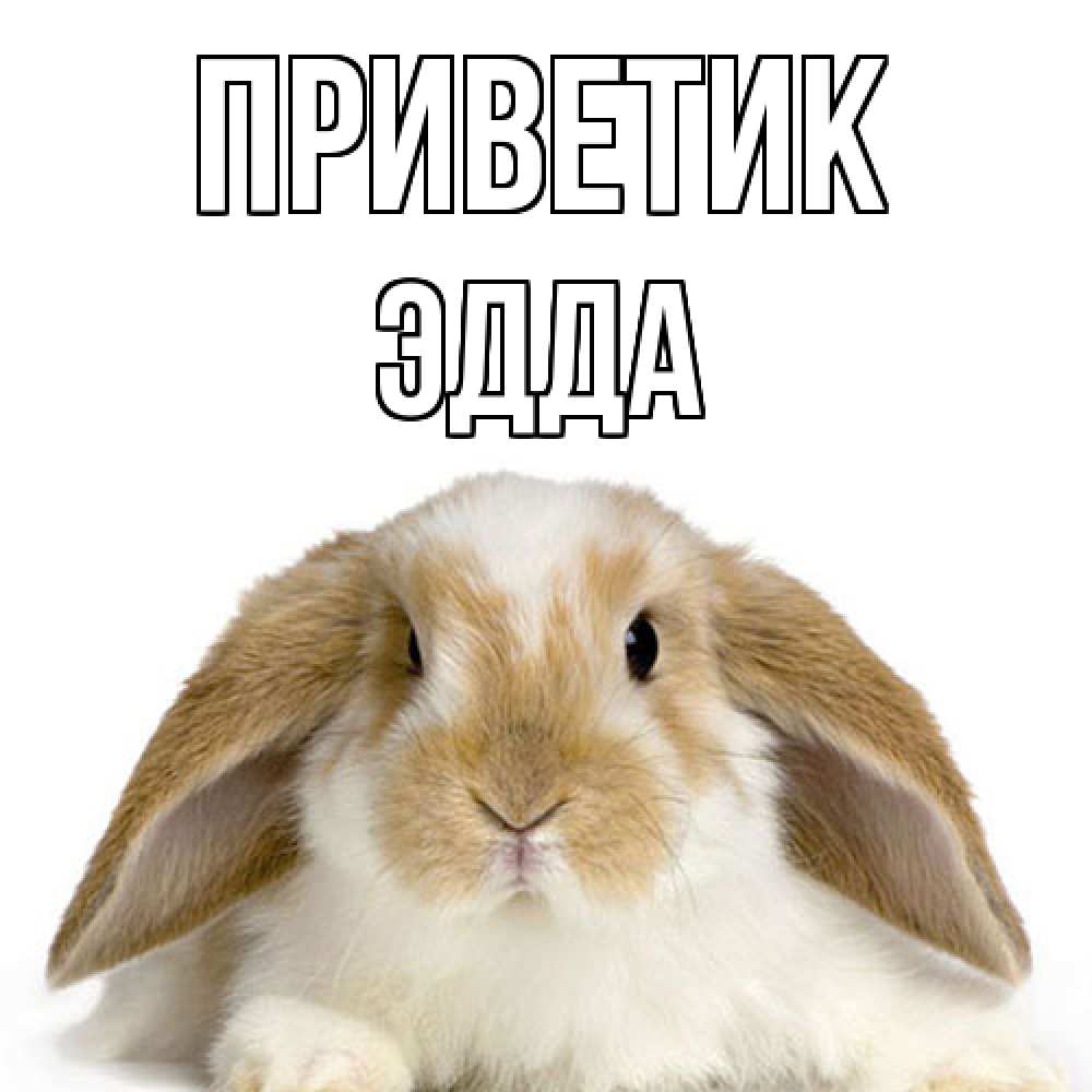 Открытка  с именем. Эдда, приветик  
