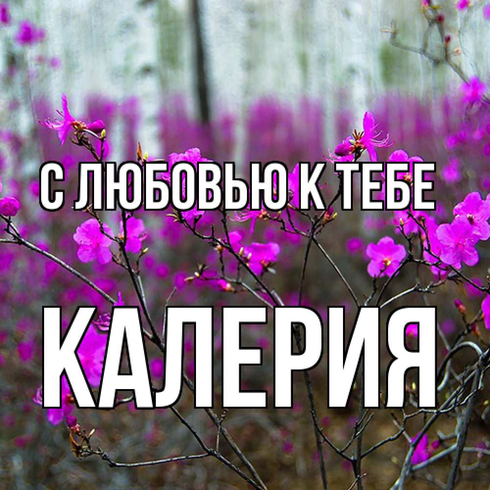 Открытка  с именем. Калерия, С любовью к тебе  