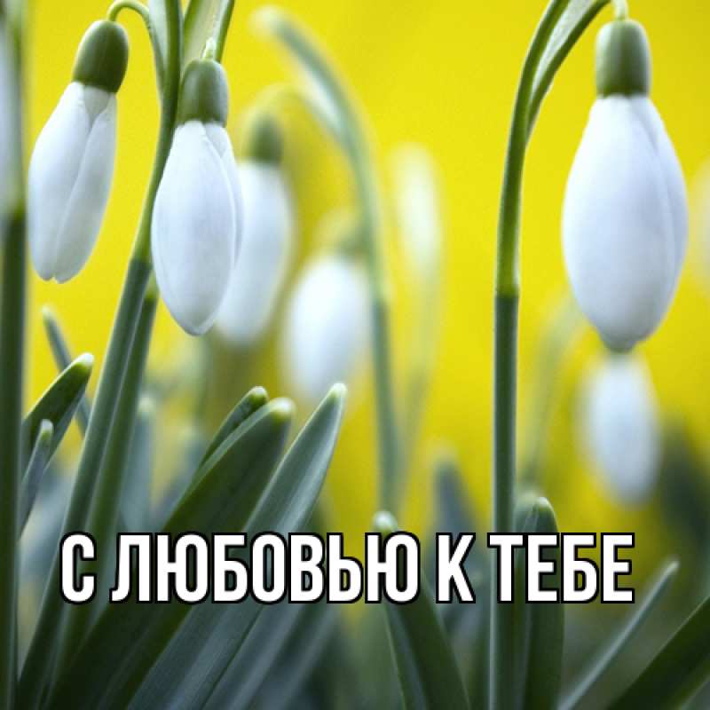 Картинка С любовью к тебе, 