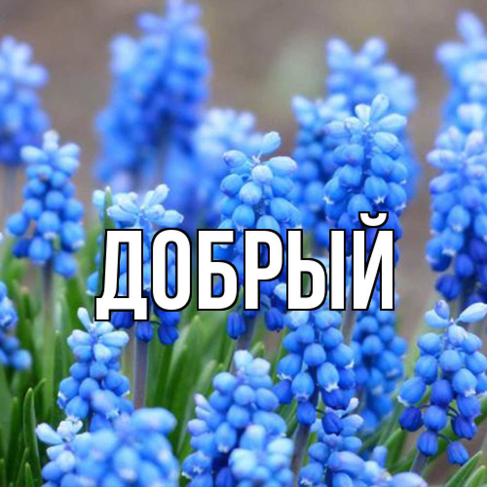 Открытка  с именем. Добрый, Главная  