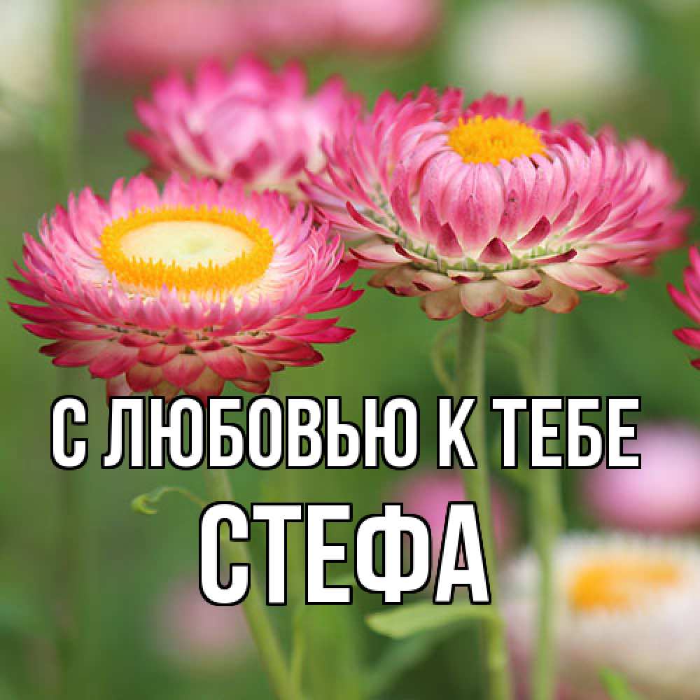 Открытка  с именем. стефа, С любовью к тебе  