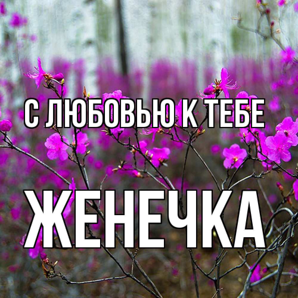 Открытка  с именем. Женечка, С любовью к тебе  
