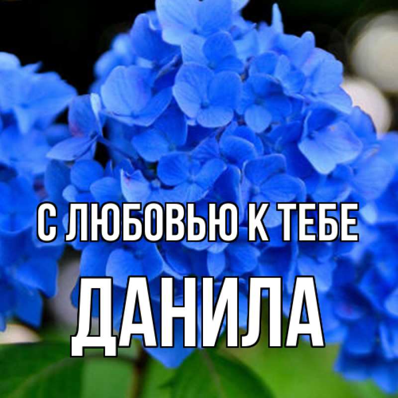 Открытка с именем, Данила, С любовью к тебе