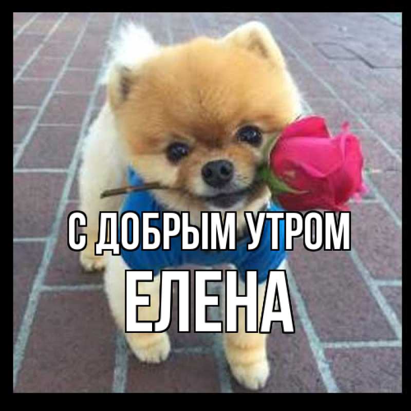 Картинка С добрым утром, Елена