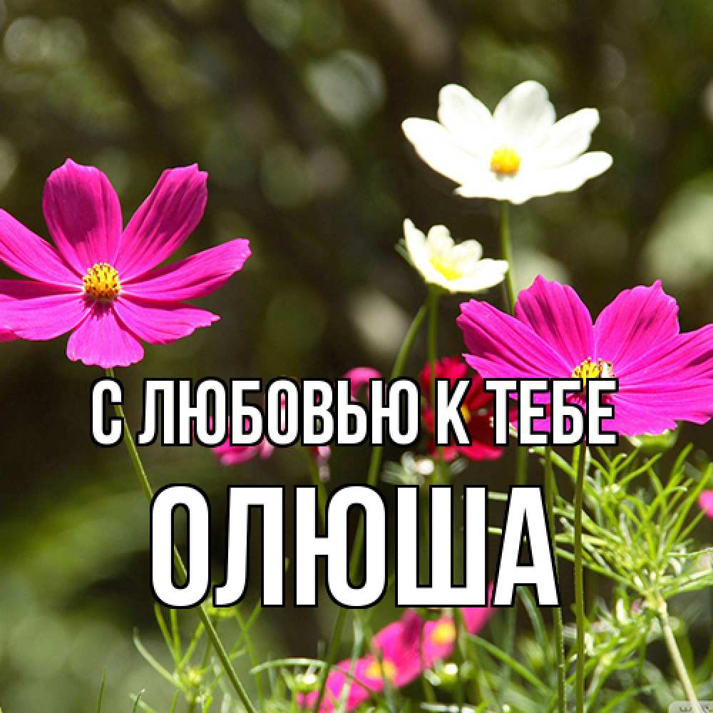 Открытка  с именем. Олюша, С любовью к тебе  