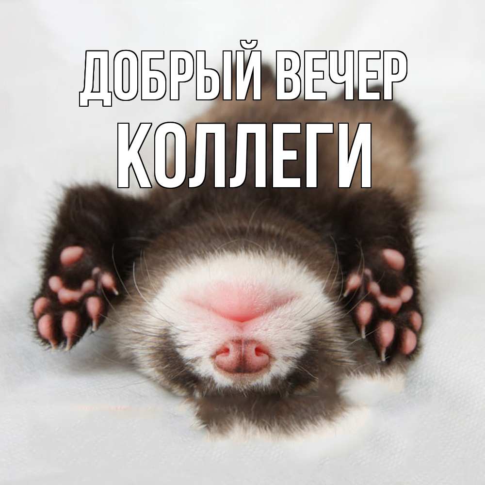 Открытка  с именем. коллеги, Добрый вечер  