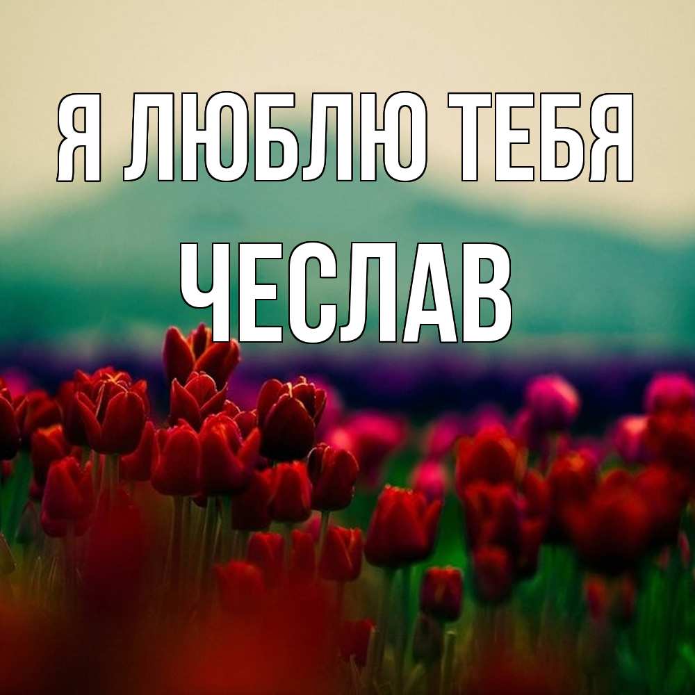 Открытка  с именем. Чеслав, Я люблю тебя  