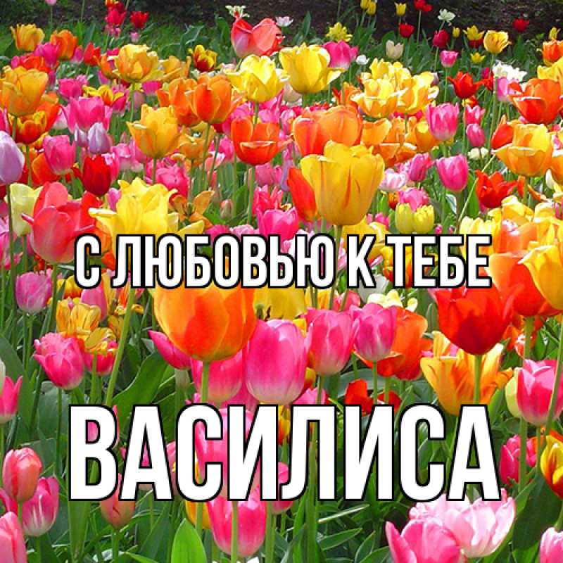 Картинка С любовью к тебе, Василиса